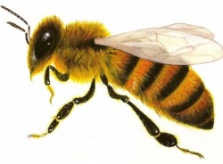 Обогрев пчелиных ульев самостоятельно – зачем и, главное, как?